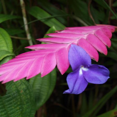 Cabanas Armonia Y Jardin De Orquideas Mindo Zewnętrze zdjęcie