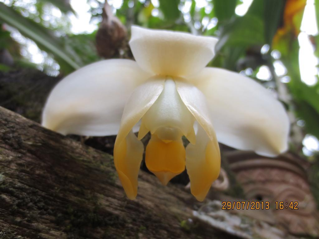 Cabanas Armonia Y Jardin De Orquideas Mindo Zewnętrze zdjęcie