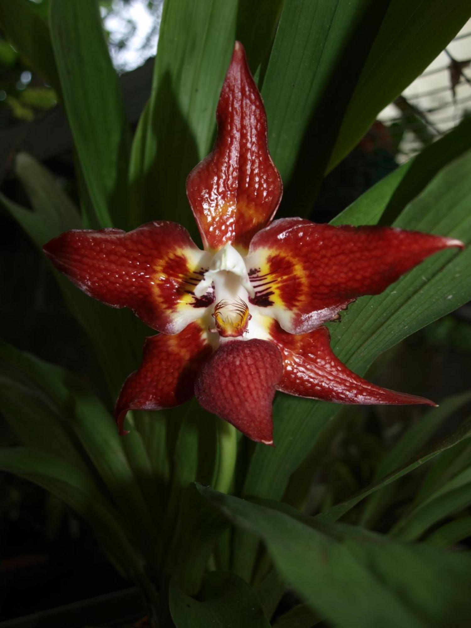 Cabanas Armonia Y Jardin De Orquideas Mindo Zewnętrze zdjęcie