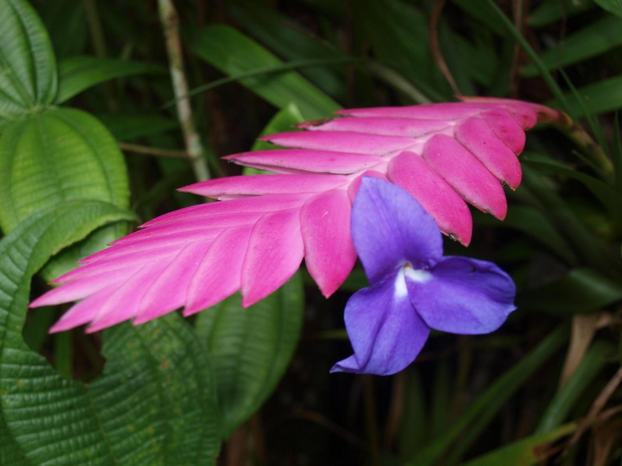 Cabanas Armonia Y Jardin De Orquideas Mindo Zewnętrze zdjęcie