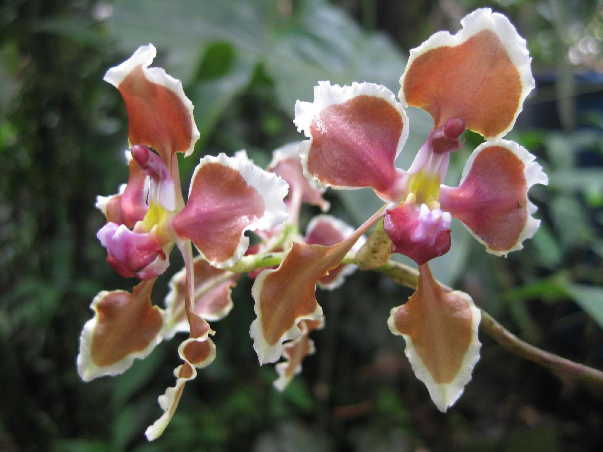 Cabanas Armonia Y Jardin De Orquideas Mindo Zewnętrze zdjęcie