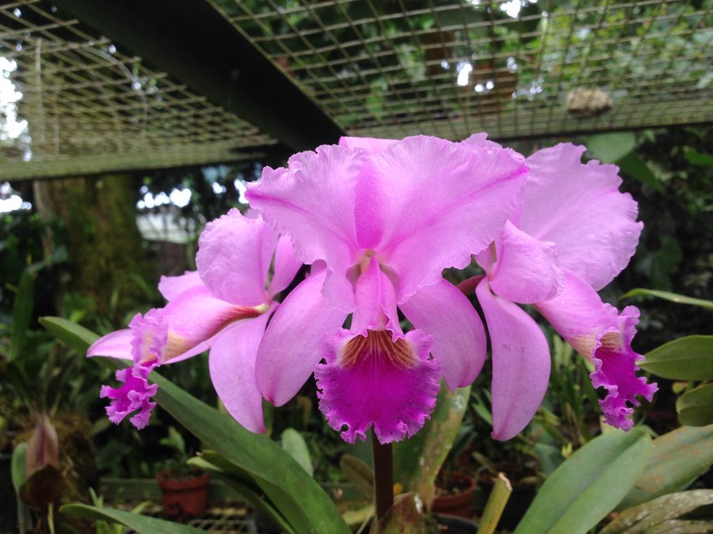 Cabanas Armonia Y Jardin De Orquideas Mindo Zewnętrze zdjęcie