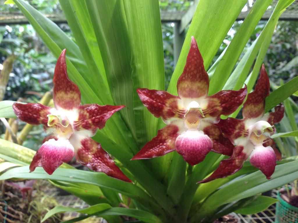 Cabanas Armonia Y Jardin De Orquideas Mindo Zewnętrze zdjęcie