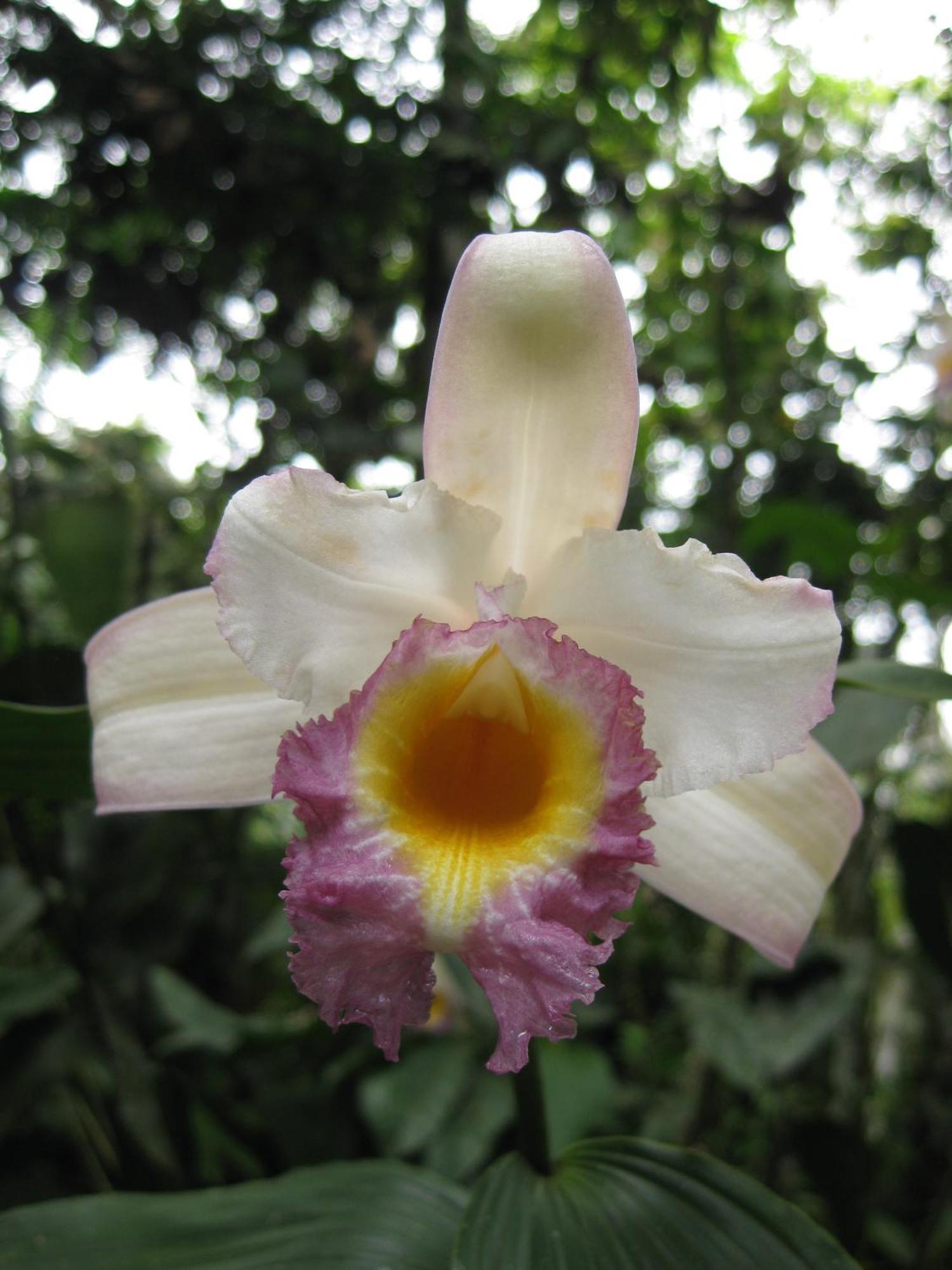 Cabanas Armonia Y Jardin De Orquideas Mindo Zewnętrze zdjęcie