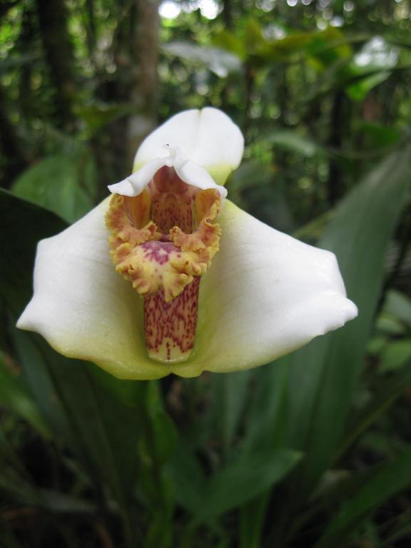 Cabanas Armonia Y Jardin De Orquideas Mindo Zewnętrze zdjęcie