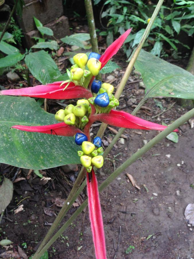 Cabanas Armonia Y Jardin De Orquideas Mindo Zewnętrze zdjęcie