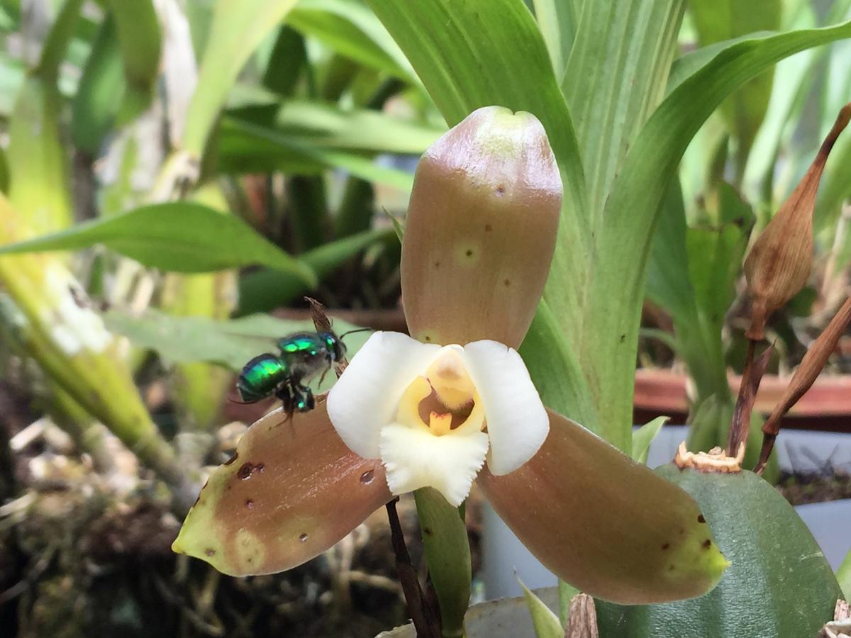 Cabanas Armonia Y Jardin De Orquideas Mindo Zewnętrze zdjęcie